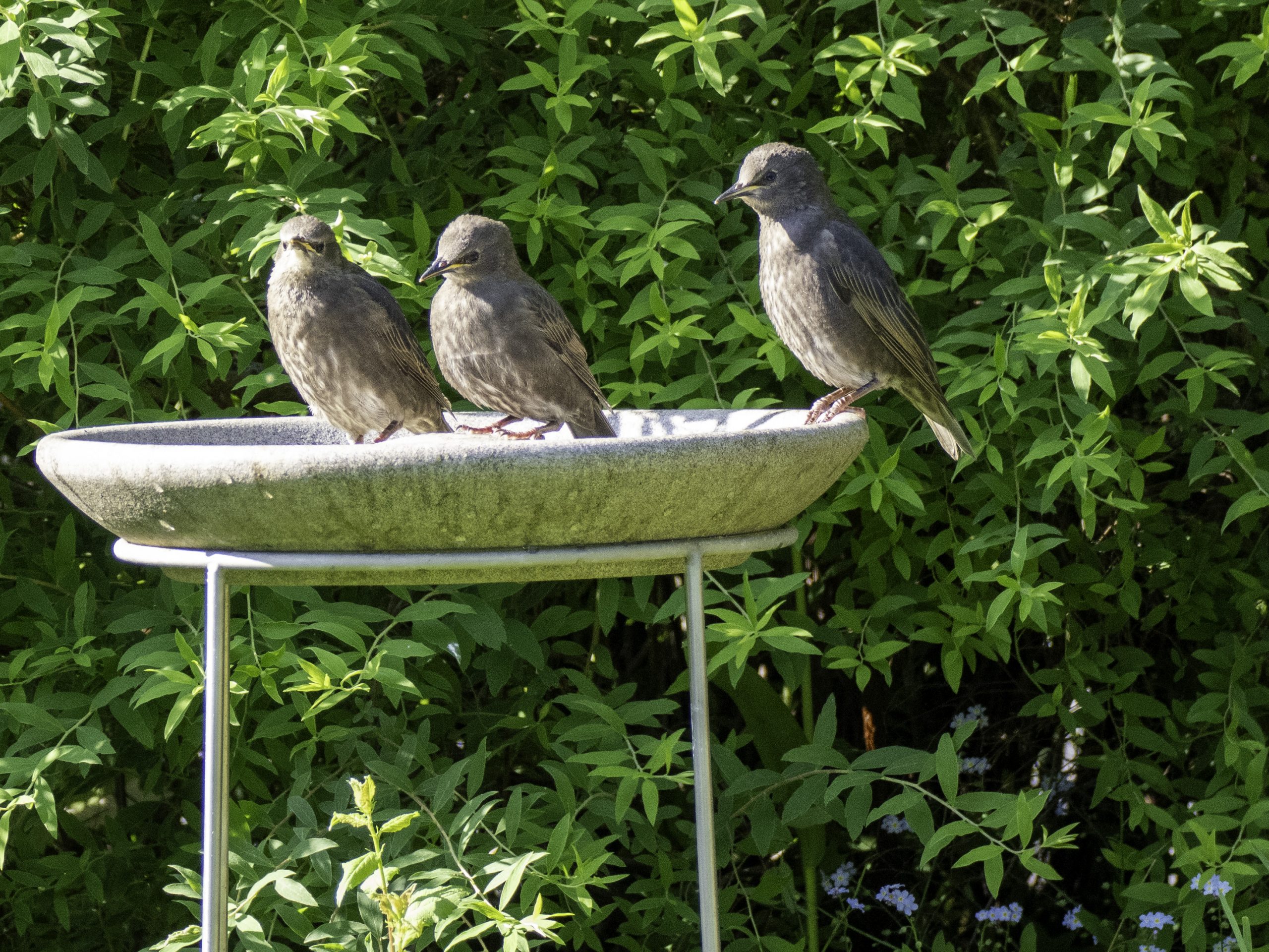 Stare im Frühling