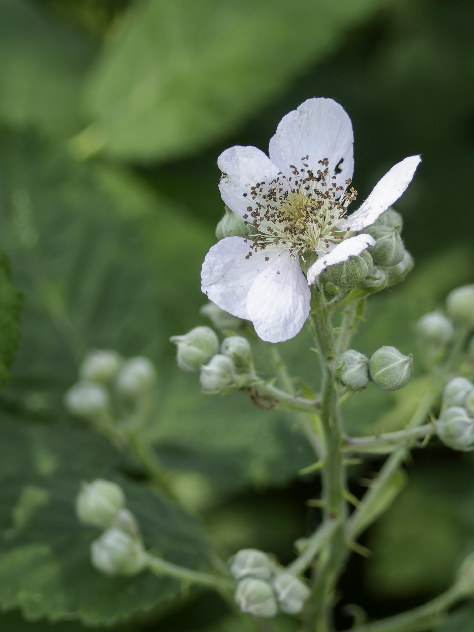 Schönheiten am Wegesrand